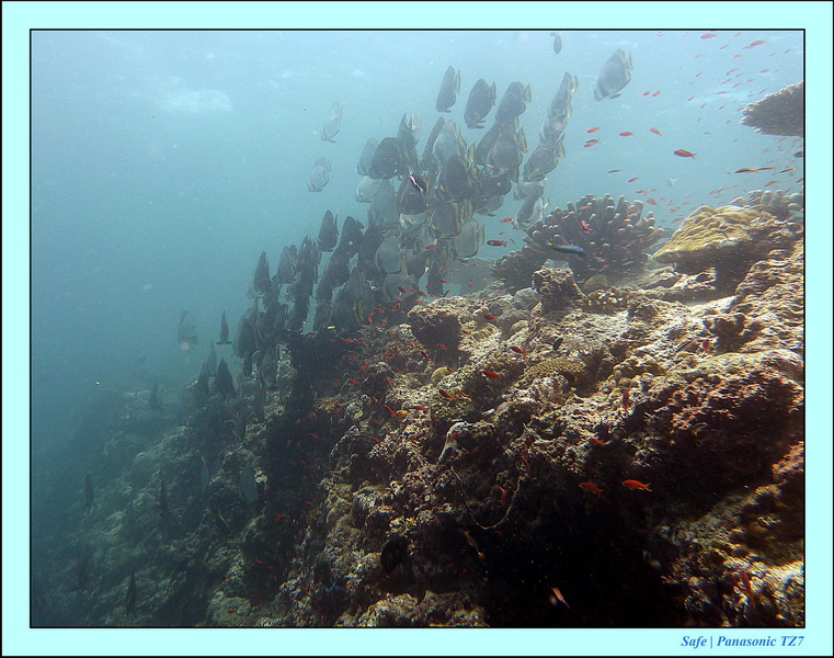 2011 - 08 - Borneo - Sipadan 021